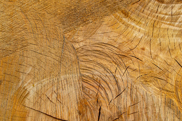 The old wooden surface of a felled tree, am dark brown and orange tones of a felled tree trunk or stum section of the trunk with annual rings and cracks. Detailp. Rough organic texture of wooden rings