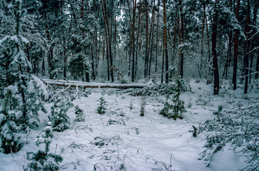 Winter landscape and nature