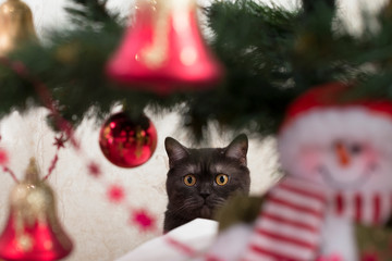 Obraz premium cat hiding behind a christmas tree