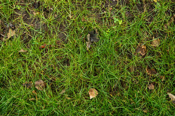 The texture of the green lawn. Background image of green fresh grass