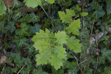 jeunes feuilles de chêne vert tendre