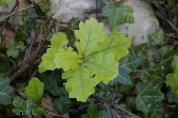 jeunes feuilles de chêne vert tendre