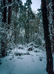 Winter landscape and nature