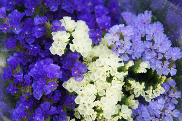 Fototapeta premium Limonium sinuatum mix sea-lavender blue and white flowers close up