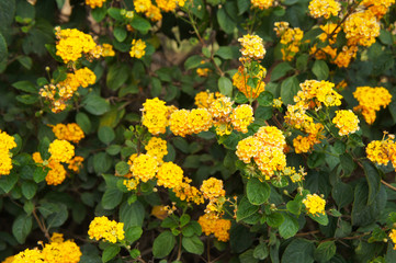 Obraz premium Shrub of lantana camara with yellow flowers