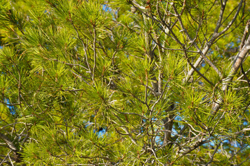 pinus strobus minima  eastern white pine green branches background