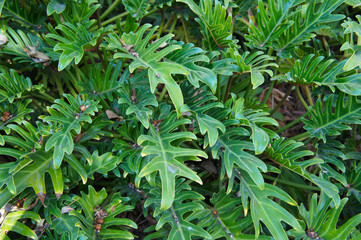 Philodendron xanadu green leaves of tropical plant 
