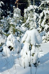 Beautiful majestic spruce trees stand in forest