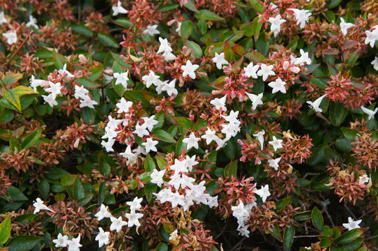Srub of abelia grandiflora or glossy abelia with white flowers