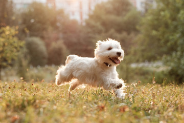 Portrait of One West Highland White Terrier in the Park