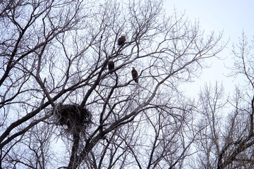 Eagle trio