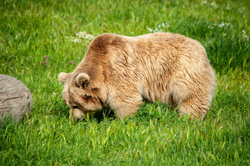 brown bear in zoo
