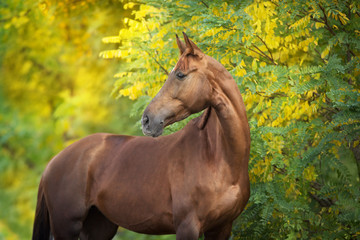 Red horse portrait standing against fall yellow trees