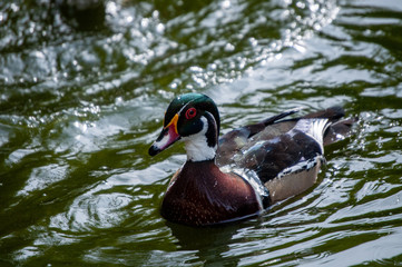 duck in pond