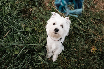 Portrait of One West Highland White Terrier in the Park