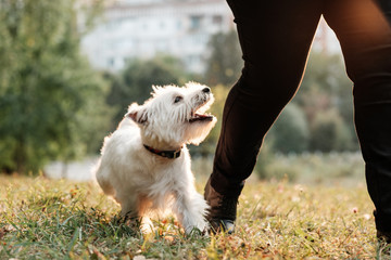 Portrait of One West Highland White Terrier in the Park