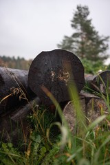 Old logs lying on a pile waiting to be picked up by lumberjack