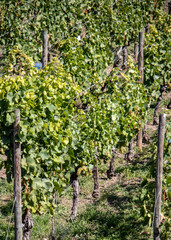 Fototapeta na wymiar Saxony Anhalt, view of grapevines with ripe grapes in autumn in Freyburg / Unstrut