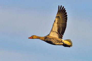 Greylag goose flyby