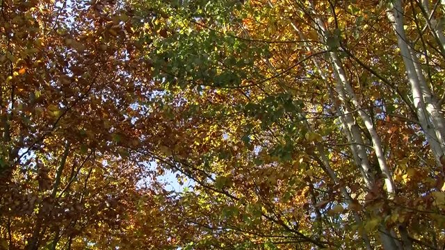 Im Wald zittern die bunten hebstlichen Bl&auml;tter im Wind