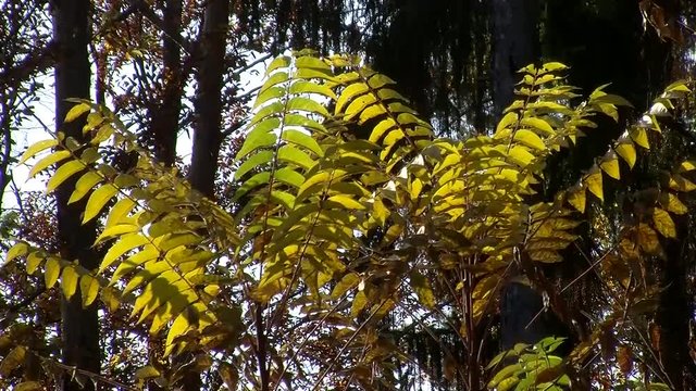 Herbstlich gef&auml;rbte und von der Sonne angeleuchtete Farne bewegen sich im Wind