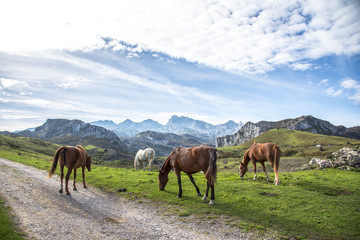 Fototapeta na wymiar A group of wild horses by the lakes of Covadonga, Asturias. Spain