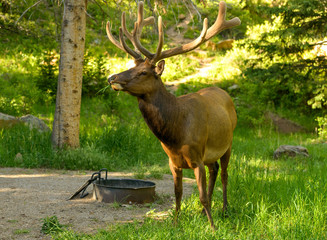 Bull Elk - A big bull elk grazing and wandering in a picnic area on a sunny Spring evening. Rocky Mountain National Park, Colorado, USA.