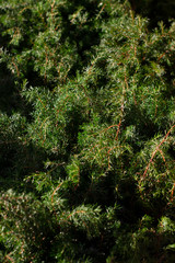 thick branches of green juniper in the sunlight