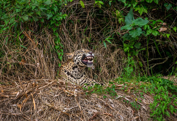 Jaguar lies on the ground among the jungle And yawns. Close-up. South America. Brazil. Pantanal National Park.