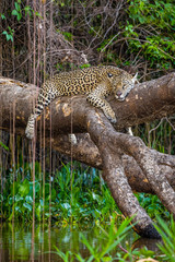 Fototapeta na wymiar Jaguar lies on a picturesque tree above the water in the middle of the jungle. South America. Brazil. Pantanal National Park.
