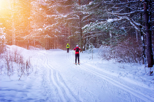 People cross-country skiing in the wintry forest in synny day.