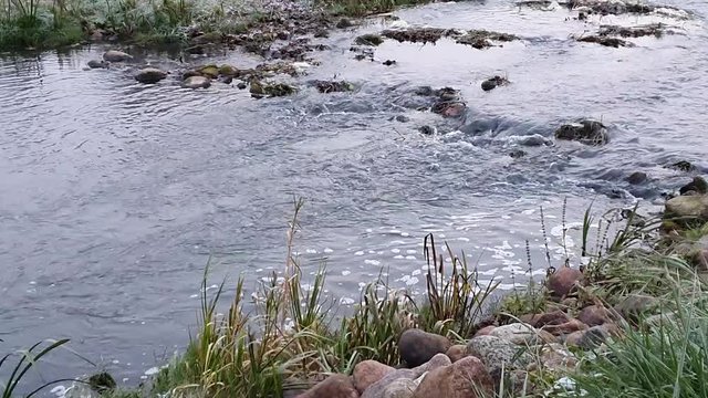 Rzeka Narewka. Białowieża