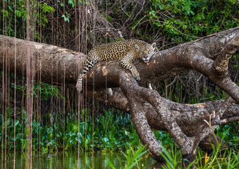 Jaguar lies on a picturesque tree above the water in the middle of the jungle. South America. Brazil. Pantanal National Park.