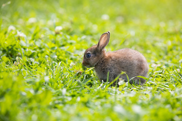 Funny little rabbit laying in the grass