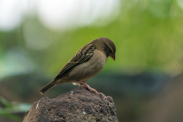 Sparrow sitting on a stone