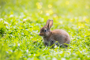 Funny little rabbit laying in the grass