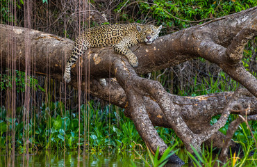 Jaguar lies on a picturesque tree above the water in the middle of the jungle. South America. Brazil. Pantanal National Park.