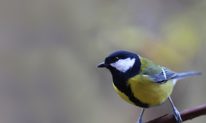 Tit sits on a vine on a blurred background..