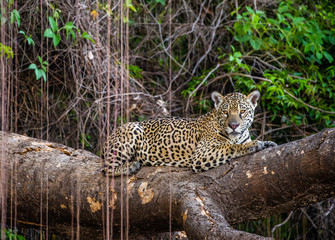 Jaguar lies on a picturesque tree in the middle of the jungle. South America. Brazil. Pantanal National Park.