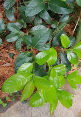 New bright green leaf growth. Image.