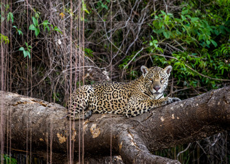 Jaguar lies on a picturesque tree in the middle of the jungle. South America. Brazil. Pantanal National Park.