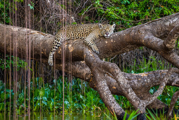 Jaguar lies on a picturesque tree above the water in the middle of the jungle. South America. Brazil. Pantanal National Park.