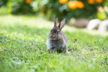 Funny little rabbit laying in the grass