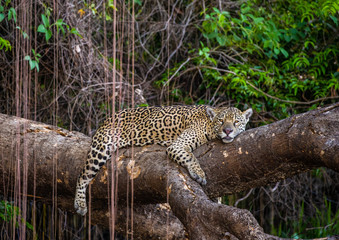Naklejka na ściany i meble Jaguar lies on a picturesque tree in the middle of the jungle. South America. Brazil. Pantanal National Park.