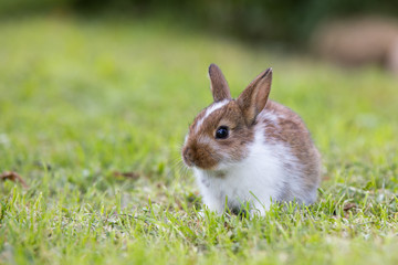 Naklejka na ściany i meble Funny little rabbit laying in the grass