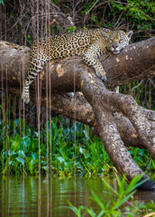 Jaguar lies on a picturesque tree above the water in the middle of the jungle. South America. Brazil. Pantanal National Park.
