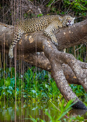 Jaguar lies on a picturesque tree above the water in the middle of the jungle. South America. Brazil. Pantanal National Park.