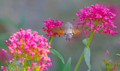 closeup of a hummingbird hawk-moth
