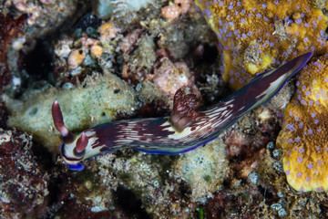 A beautiful nudibranch, Nembrotha sp., crawls across the seafloor searching for tunicates to feed upon in Komodo National Park, Indonesia. 