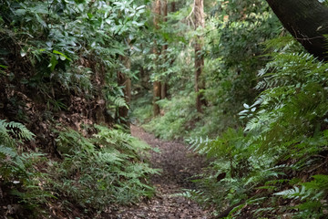 山道